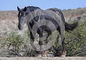 Wild horses or mustangs in Wyoming