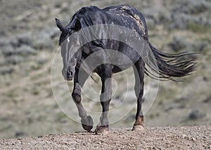 Wild horses or mustangs in Wyoming