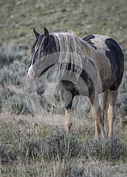 Wild horses or mustangs in Wyoming