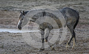 Wild horses or mustangs in Wyoming