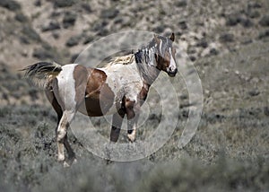 Wild horses or mustangs in Wyoming