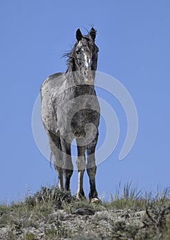 Wild horses or mustangs in Wyoming