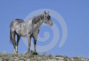 Wild horses or mustangs in Wyoming