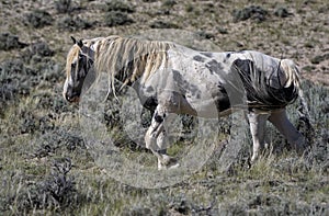 Wild horses or mustangs in Wyoming