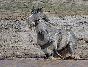 Wild horses or mustangs in Wyoming