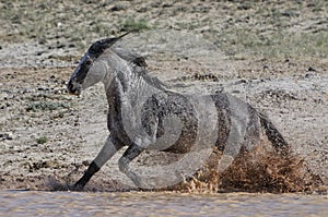 Wild horses or mustangs in Wyoming