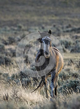 Wild horses or mustangs in Wyoming