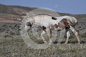 Wild horses or mustangs in Wyoming