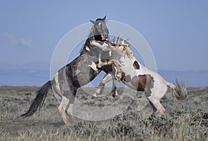 Wild horses or mustangs in Wyoming