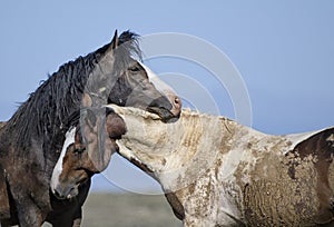 Wild horses or mustangs in Wyoming