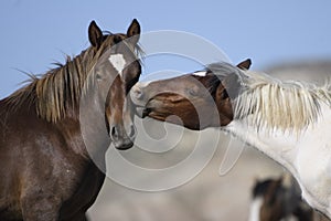 Wild horses or mustangs in Wyoming