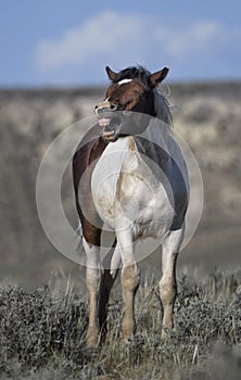 Wild horses or mustangs in Wyoming