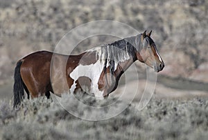 Wild horses or mustangs in Wyoming