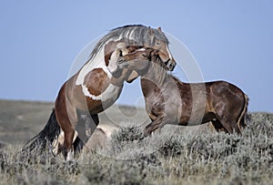 Wild horses or mustangs in Wyoming