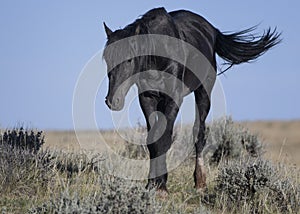 Wild horses or mustangs in Wyoming