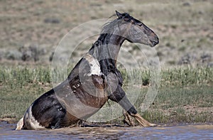 Wild horses or mustangs in Wyoming