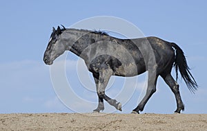 Wild horses or mustangs in Wyoming