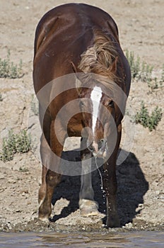 Wild horses or mustangs in Wyoming