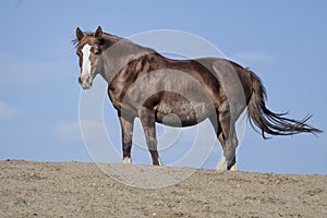 Wild horses or mustangs in Wyoming