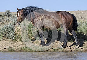 Wild horses or mustangs in Wyoming