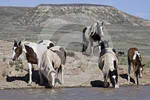 Wild horses or mustangs in Wyoming