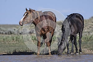 Wild horses or mustangs in Wyoming