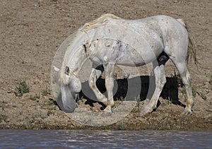 Wild horses or mustangs in Wyoming