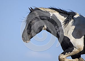 Wild horses or mustangs in Wyoming