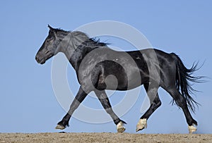 Wild horses or mustangs in Wyoming