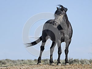 Wild horses or mustangs in Wyoming