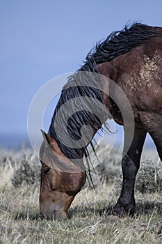 Wild horses or mustangs in Wyoming