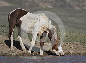 Wild horses or mustangs in Wyoming