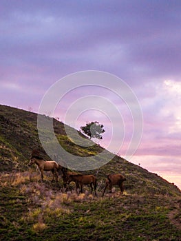 Wild Horses mythical setting sunset background