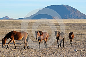 Wild horses of the Namib