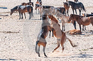 Wild horses of the Namib fighting at Garub