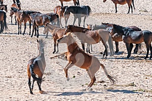 Wild horses of the Namib fighting at Garub