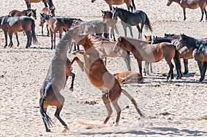 Wild horses of the Namib fighting at Garub