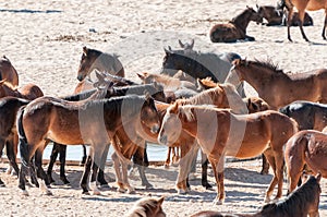 Wild horses of the Namib at Garub