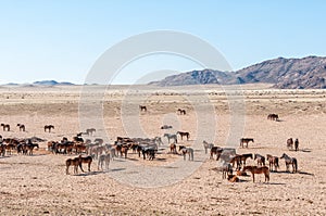 Wild horses of the Namib at Garub