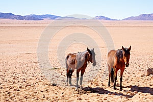 Wild horses in Namibia