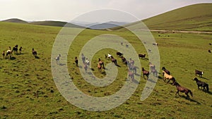 Wild horses in nature aerial view.  The herd of horses runs fast through the green pastures. Drone fly over free horses and cows o