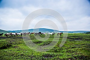 Wild horses in the nature-China