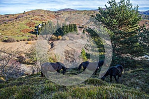 Wild horses near Giacopiane Lake in autumn, Genoa province, Liguria, Italy