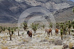 Wild Horses in Nevada