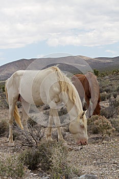 Wild Horses in Nevada