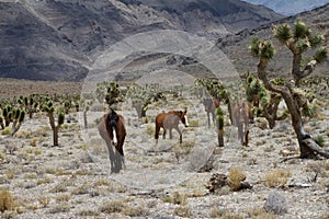 Wild horses in Nevada desert