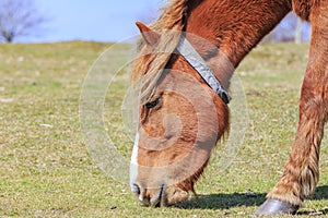 Wild horses in New Forest National Park