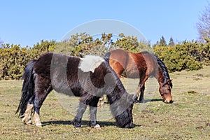 Wild horses in New Forest National Park