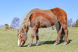 Wild horses in New Forest National Park