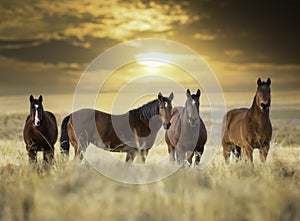 Wild Horses photo